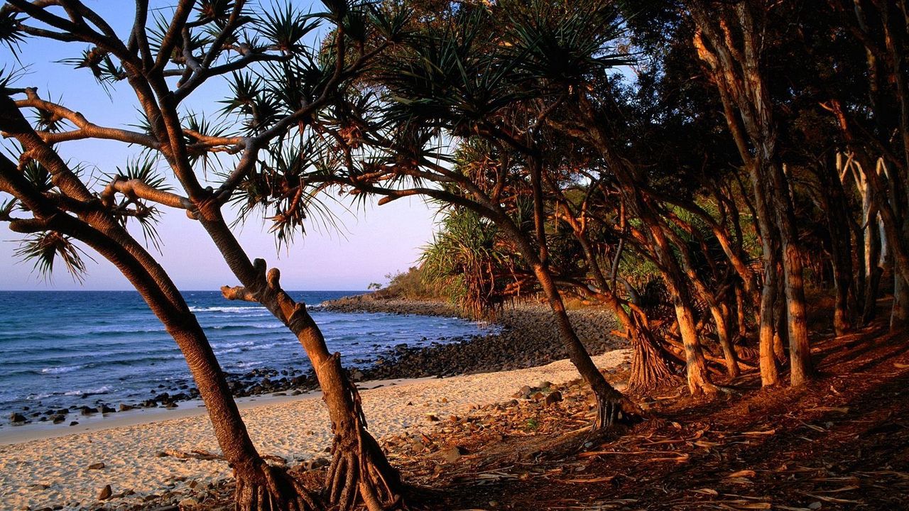 Обои берег, песок, деревья, корни, австралия