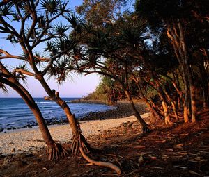Превью обои берег, песок, деревья, корни, австралия