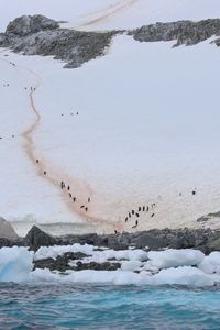 Превью обои берег, снег, лед, пингвины, море