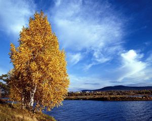 Превью обои береза, берег, осень, листья, река, вода, сибирь