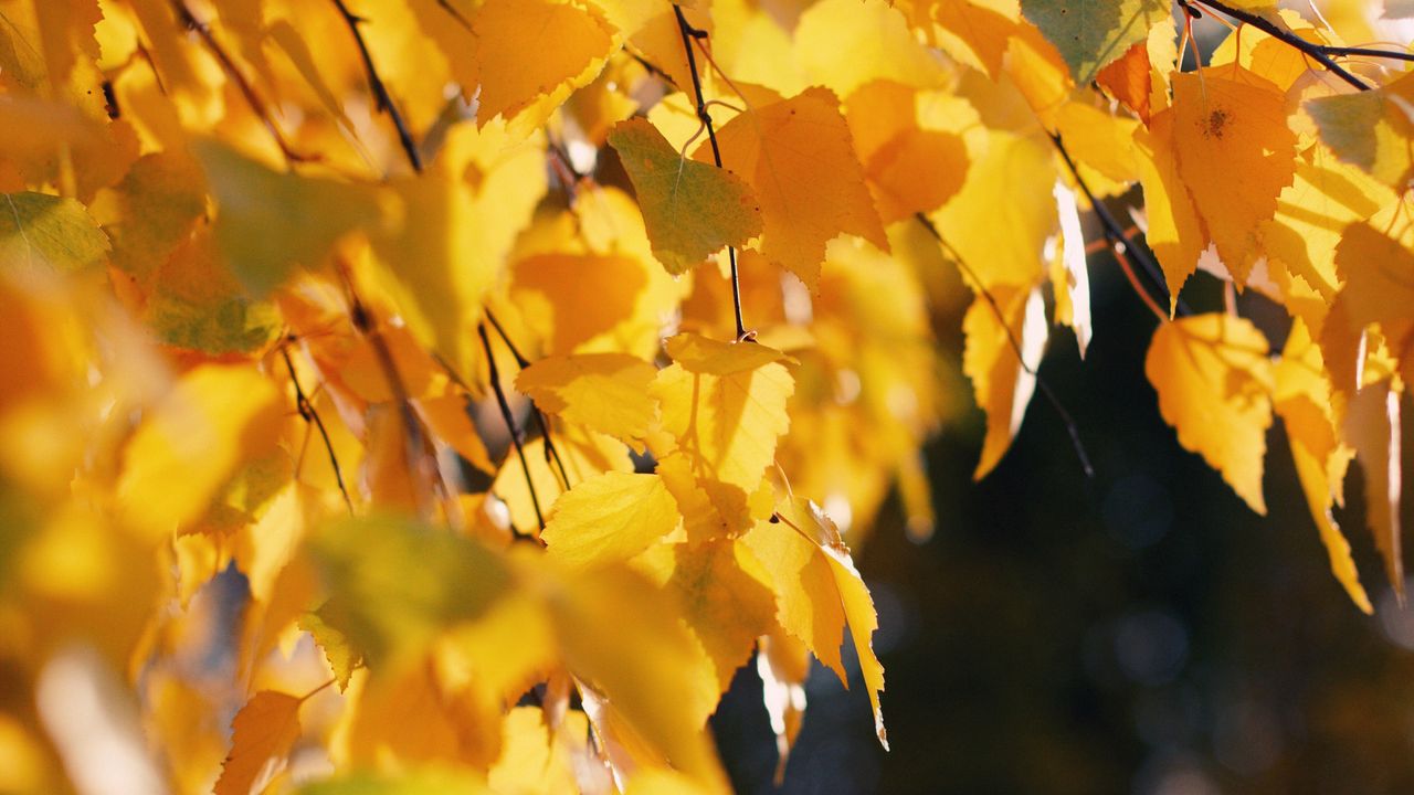 Обои береза, листья, осень, желтый, октябрь