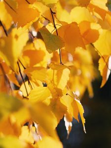 Превью обои береза, листья, осень, желтый, октябрь
