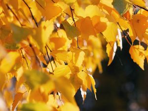 Превью обои береза, листья, осень, желтый, октябрь