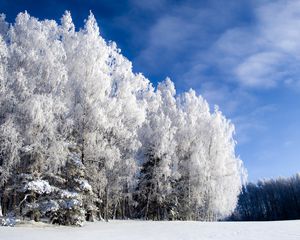 Превью обои береза, снег, иней, зима, небо, ясное, поляна, снизу