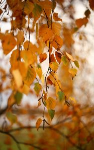Превью обои береза, ветка, листья, желтый, осень