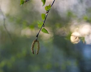 Превью обои береза, ветка, почки, макро, весна