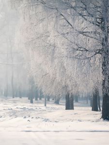 Превью обои береза, ветви, иней, туман, холод