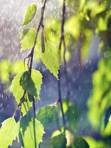 Превью обои береза, ветви, листья, сережки, дождь
