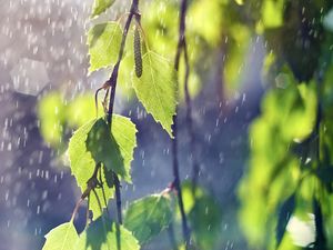 Превью обои береза, ветви, листья, сережки, дождь