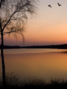 Превью обои береза, ветви, закат, берег, озеро