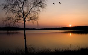 Превью обои береза, ветви, закат, берег, озеро