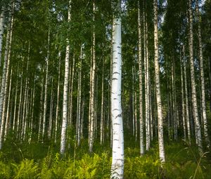 Превью обои березы, деревья, лес, роза, папоротники, природа