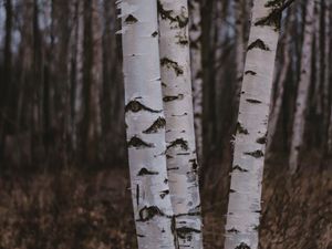 Превью обои березы, деревья, лес, природа