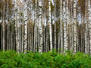 Превью обои березы, деревья, лес, стволы, листья