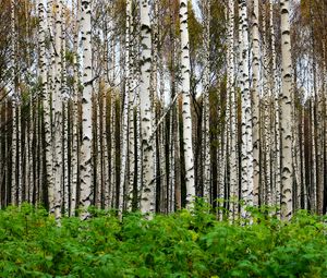 Превью обои березы, деревья, лес, стволы, листья