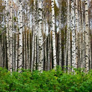 Превью обои березы, деревья, лес, стволы, листья