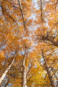 Превью обои березы, деревья, небо, осень, желтый