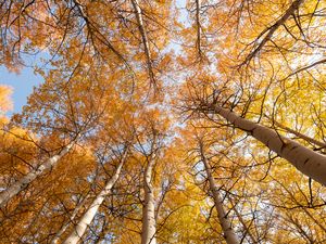 Превью обои березы, деревья, небо, осень, желтый