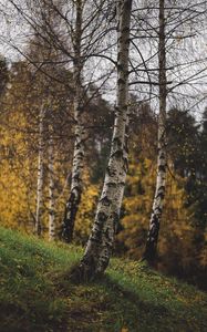 Превью обои березы, деревья, осень, трава, ветки