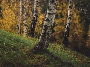 Превью обои березы, деревья, осень, трава, ветки