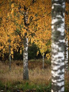 Превью обои березы, деревья, осень, пейзаж, природа