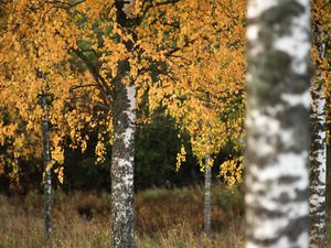 Превью обои березы, деревья, осень, пейзаж, природа