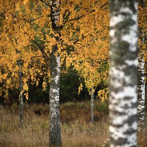 Превью обои березы, деревья, осень, пейзаж, природа