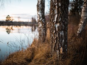 Превью обои березы, деревья, осень, природа