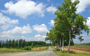 Превью обои березы, дорога, проселочная