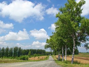 Превью обои березы, дорога, проселочная