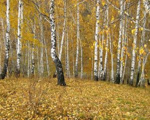 Превью обои березы, лес, опушка, осень, золото, листопад