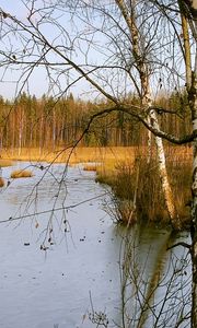 Превью обои березы, осень, река, пейзаж