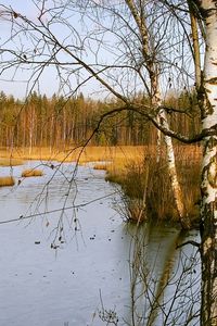 Превью обои березы, осень, река, пейзаж