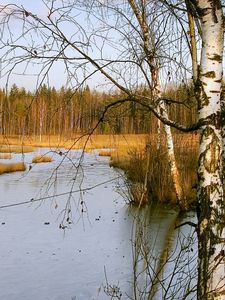 Превью обои березы, осень, река, пейзаж