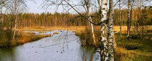 Превью обои березы, осень, река, пейзаж