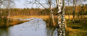 Превью обои березы, осень, река, пейзаж