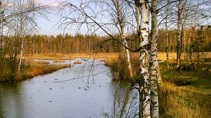 Превью обои березы, осень, река, пейзаж