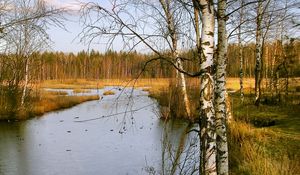 Превью обои березы, осень, река, пейзаж