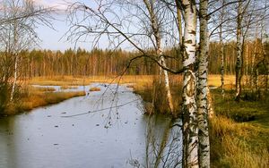 Превью обои березы, осень, река, пейзаж