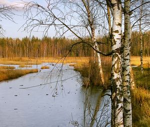 Превью обои березы, осень, река, пейзаж