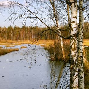 Превью обои березы, осень, река, пейзаж