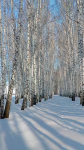 Превью обои березы, роща, зима, снег, тени, деревья, ряды