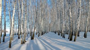 Превью обои березы, роща, зима, снег, тени, деревья, ряды