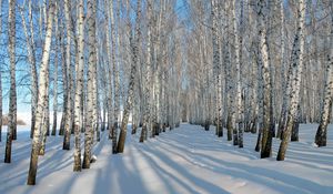 Превью обои березы, роща, зима, снег, тени, деревья, ряды