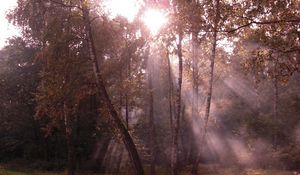 Превью обои березы, свет, лучи, опушка