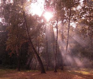 Превью обои березы, свет, лучи, опушка