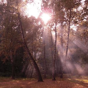 Превью обои березы, свет, лучи, опушка