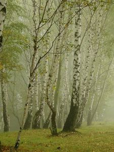 Превью обои березы, туман, аллея