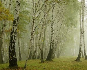 Превью обои березы, туман, аллея