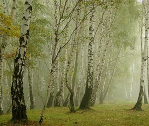 Превью обои березы, туман, аллея